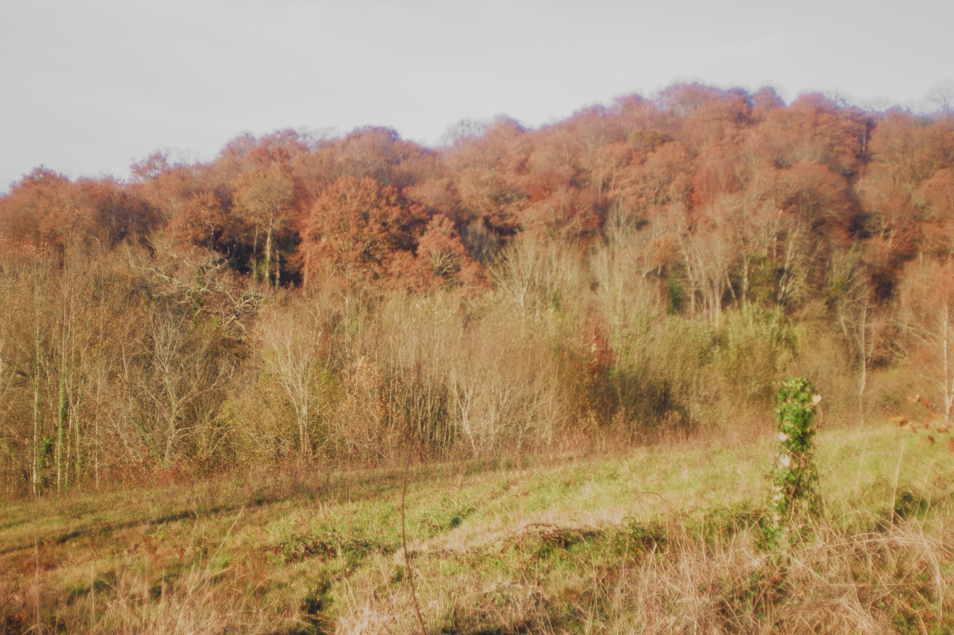 arbres_f2.8.jpg