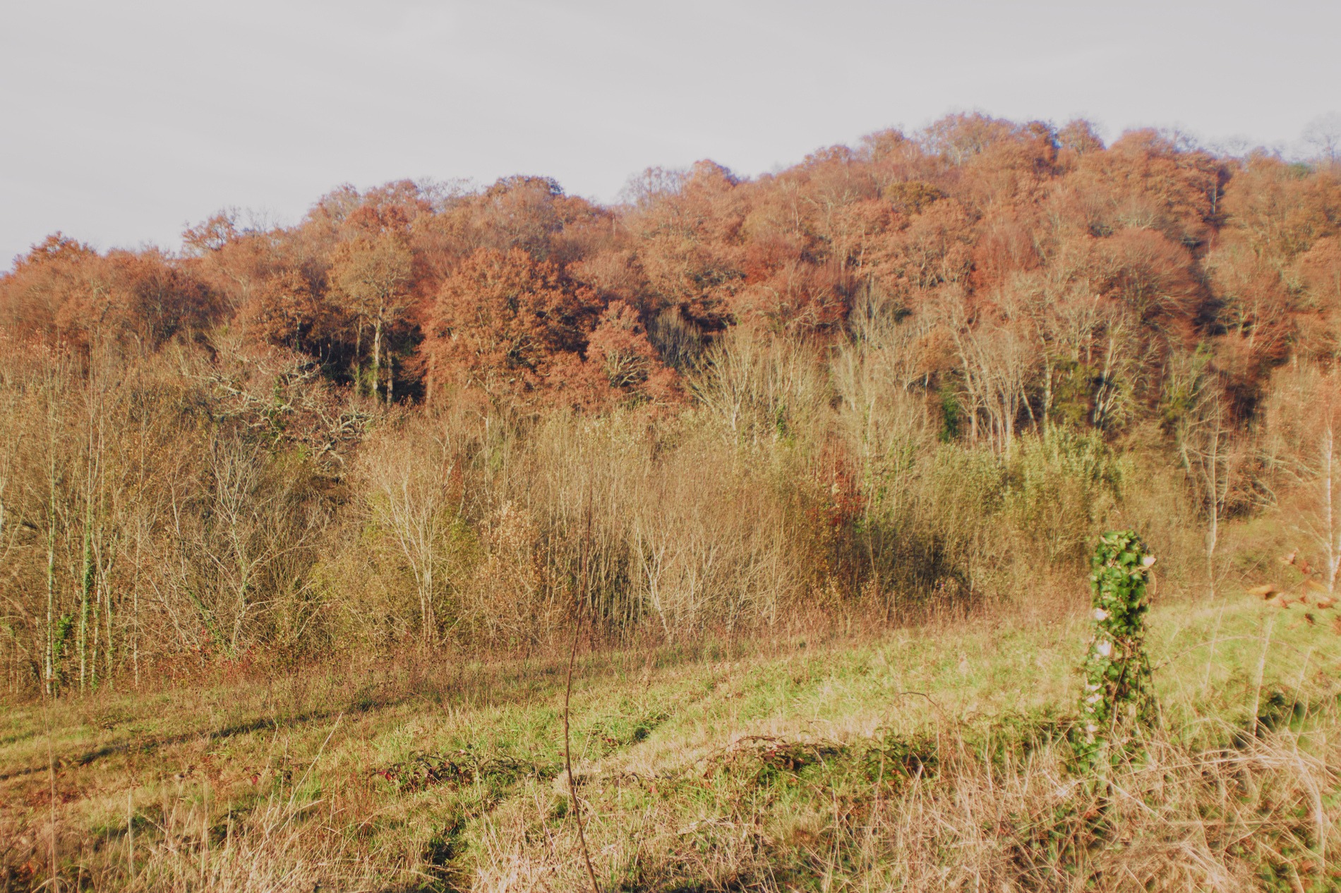 arbres_f5.6.jpg