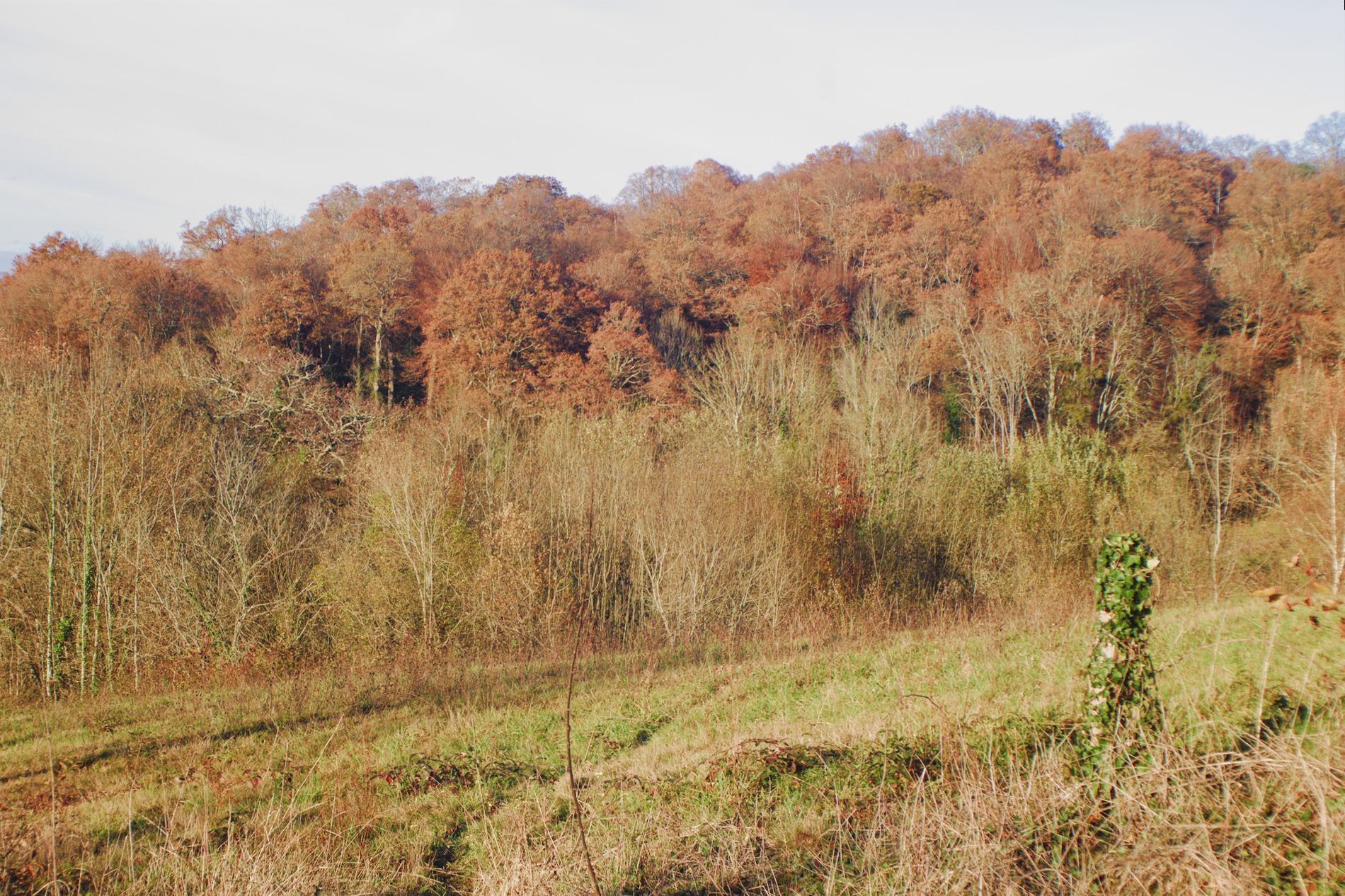 arbres_f8.jpg